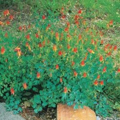 Arizona Columbine -Sosoli Plant Shop 20816 aquilegia desertorum