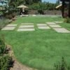 UC Verde® Buffalo Grass Plugs -Sosoli Plant Shop 27058 buffalo grass verde
