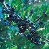 Berry Girl New Mexico Privet 2 Berry Girl New Mexico Privet -Sosoli Plant Shop 52550a forestiera neomexicana 1