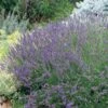 Grosso French Lavender -Sosoli Plant Shop 63152 lav grosso 07