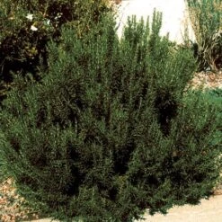 Arp Rosemary