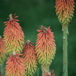 Fire Dance Red Hot Poker -Sosoli Plant Shop 96488 kniphofia hirsuta fire dance