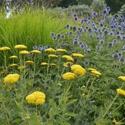Coronation Gold Yarrow -Sosoli Plant Shop achillea coronation gold yarrow globe thistle garden