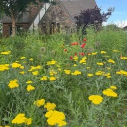 Moonshine Yarrow 9 Moonshine Yarrow -Sosoli Plant Shop achillea moonshine yarrow 3
