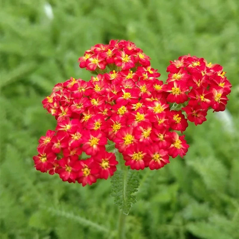 Red Velvet Yarrow 2 Red Velvet Yarrow