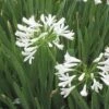 White Lily Of The Nile (Agapanthus) -Sosoli Plant Shop agapanthus cold hardy white close up
