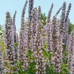 Blue Fortune Agastache -Sosoli Plant Shop agasatche blue fortune blue garden 1