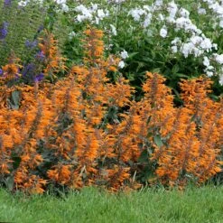 Apricot Sprite Agastache -Sosoli Plant Shop agastache agastache apricot sprite walters gardens cropped