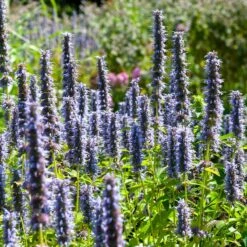 Black Adder Agastache -Sosoli Plant Shop agastache black adder 3