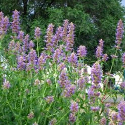 Blue Blazes Agastache -Sosoli Plant Shop agastache blue blazes 1