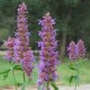 Blue Blazes Agastache -Sosoli Plant Shop agastache blue blazes 2