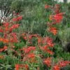 Coronado® Red Agastache -Sosoli Plant Shop agastache coronado red by david salman 1