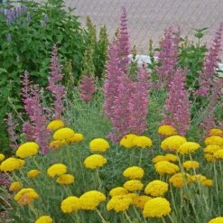 Desert Solstice Agastache -Sosoli Plant Shop agastache desert solstice achillea gold plate