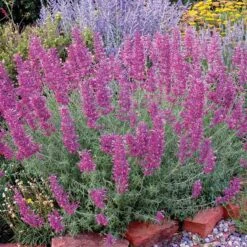 Desert Solstice Agastache -Sosoli Plant Shop agastache desert solstice bush