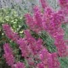 Desert Solstice Agastache 2 Desert Solstice Agastache -Sosoli Plant Shop agastache desert solstice flowers