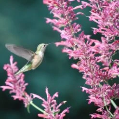 Sosoli Plant Shop 30 Sosoli Plant Shop -Sosoli Plant Shop agastache desert solstice hummingbird