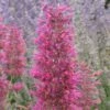 Desert Sunrise® Agastache -Sosoli Plant Shop agastache dwf desert sunrise close up 2