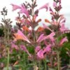 Kudos™ Ambrosia Agastache 2 Kudos™ Ambrosia Agastache -Sosoli Plant Shop agastache kudos ambrosia terra nova cropped closeup 2