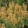 Kudos™ Gold Agastache 2 Kudos™ Gold Agastache -Sosoli Plant Shop agastache kudos gold terra nova cropped 2 2