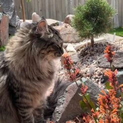 Kudos™ Mandarin Agastache -Sosoli Plant Shop agastache kudos mandarin 2