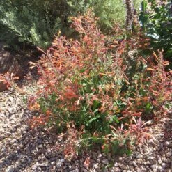 Kudos™ Mandarin Agastache -Sosoli Plant Shop agastache kudos mandarin 3