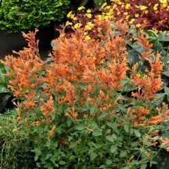 Kudos™ Mandarin Agastache