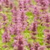Agastache Neomexicana -Sosoli Plant Shop agastache neomexicana