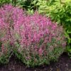 Rosie Posie Agastache -Sosoli Plant Shop agastache rosie posie 1