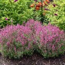 Rosie Posie Agastache -Sosoli Plant Shop agastache rosie posie 2