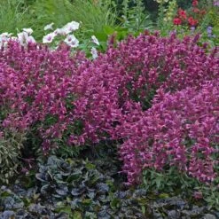 Rosie Posie Agastache -Sosoli Plant Shop agastache rosie posie 3