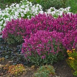 Rosie Posie Agastache -Sosoli Plant Shop agastache rosie posie 4