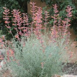 Agastache Rupestris -Sosoli Plant Shop agastache rupestris 11825 3