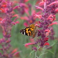 Agastache Rupestris -Sosoli Plant Shop agastache rupestris pollinators