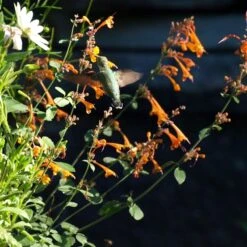 Apricot Sprite Agastache -Sosoli Plant Shop agastache apricot sprite close up w humingbird cropped