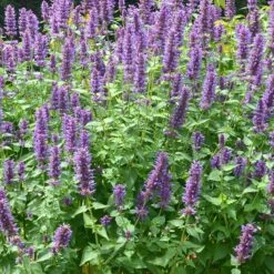 Sosoli Plant Shop 26 Sosoli Plant Shop -Sosoli Plant Shop agastache blue boa 3 2