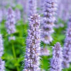 Blue Fortune Agastache -Sosoli Plant Shop agastache blue fortune shutterstock 456670450 1