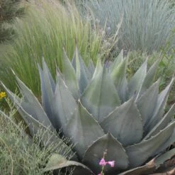 Havard's Century Plant (Agave) -Sosoli Plant Shop agave havardiana hbl1v51 2