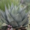 Havard's Century Plant (Agave) -Sosoli Plant Shop agave havardiana 2 web 2