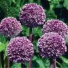 Summer Drummer Allium -Sosoli Plant Shop allium summer drummer 14455 web