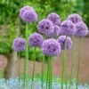 Gladiator Allium -Sosoli Plant Shop alliumgladiator2 1