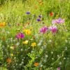 Dry Area Wildflower Seed Mix -Sosoli Plant Shop allysum cosmos coreopsis red poppy meadow