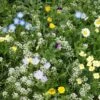 Alternative Lawn Wildflower Seed Mix -Sosoli Plant Shop alternative lawn wildflower seed mix 6 1
