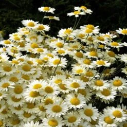 Susanna Mitchell Marguerite Daisy (Anthemis) -Sosoli Plant Shop anthemis tinctoria 19981