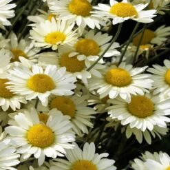 Susanna Mitchell Marguerite Daisy (Anthemis) -Sosoli Plant Shop anthemis tinctoria 19981 close up