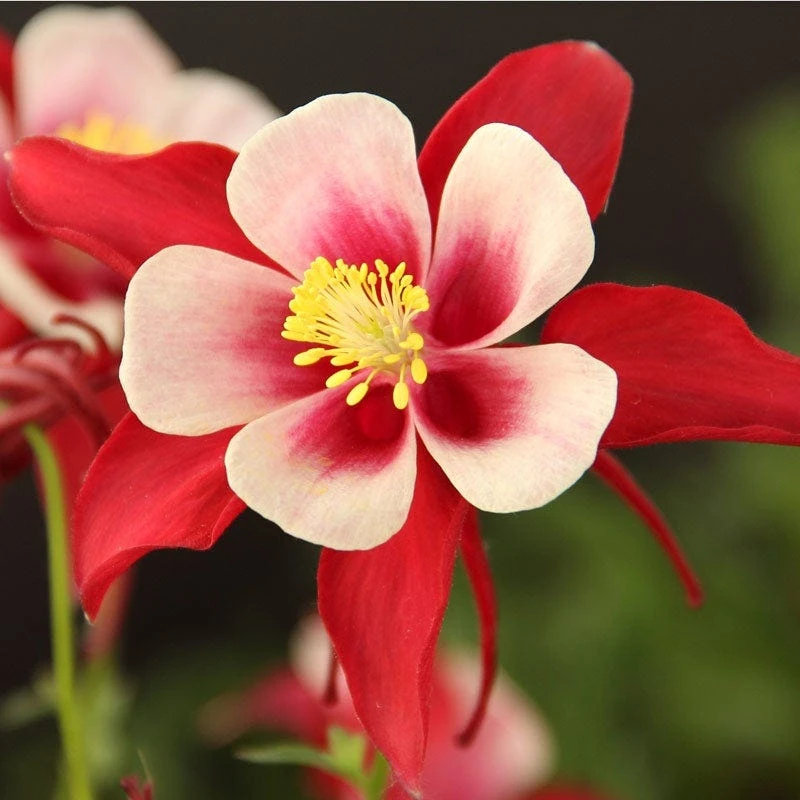 Red Hobbit Columbine 4 Red Hobbit Columbine - Image 2