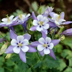 Rocky Mountain Columbine -Sosoli Plant Shop aquilegia caerulea rocky mountai