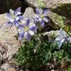 Rocky Mountain Columbine -Sosoli Plant Shop aquilegia coerulea 1 1