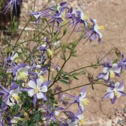 Rocky Mountain Columbine -Sosoli Plant Shop aquilegia coerulea 3 1