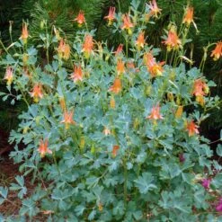 Arizona Columbine -Sosoli Plant Shop aquilegia desertorum in flwr