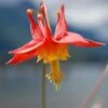 Arizona Columbine -Sosoli Plant Shop aquilegia desertorum 1